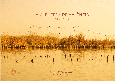 Portada de: LA ALBUFERA DE VALENCIA